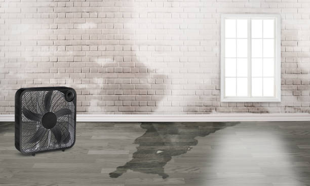 Best Basement water damage restoration  in Oblong, IL